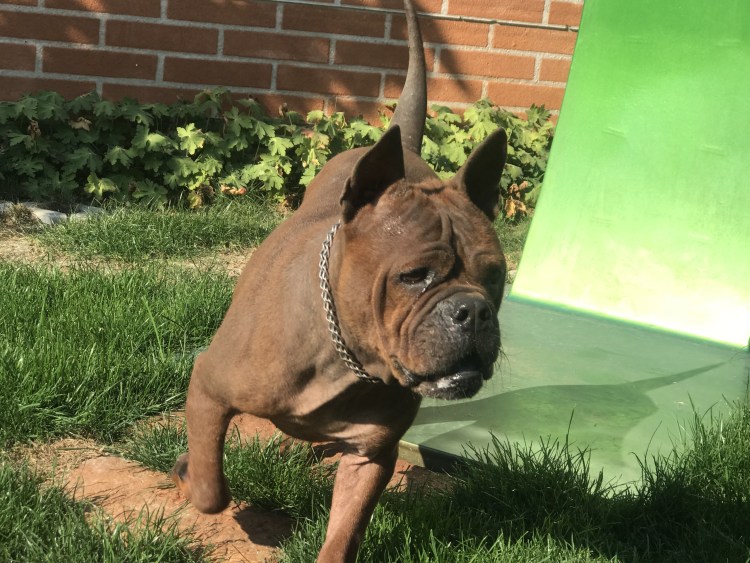 Чунцин бульдог