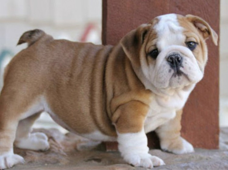 Китайская порода собак Чунцин