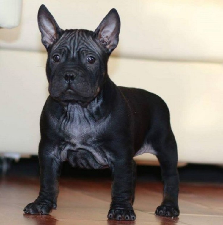 Китайский бульдог Чунцин