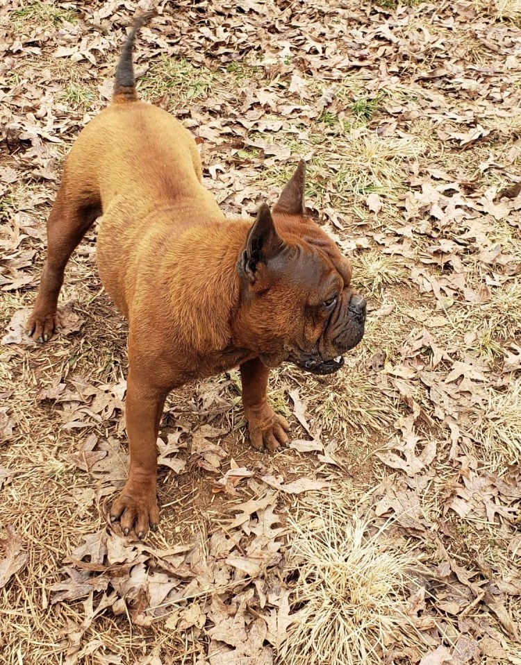 Чунцин на выставке собак