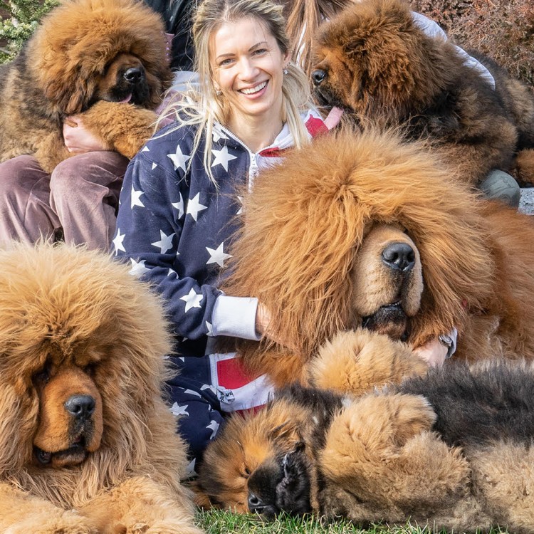 Тибетский мастиф оскал