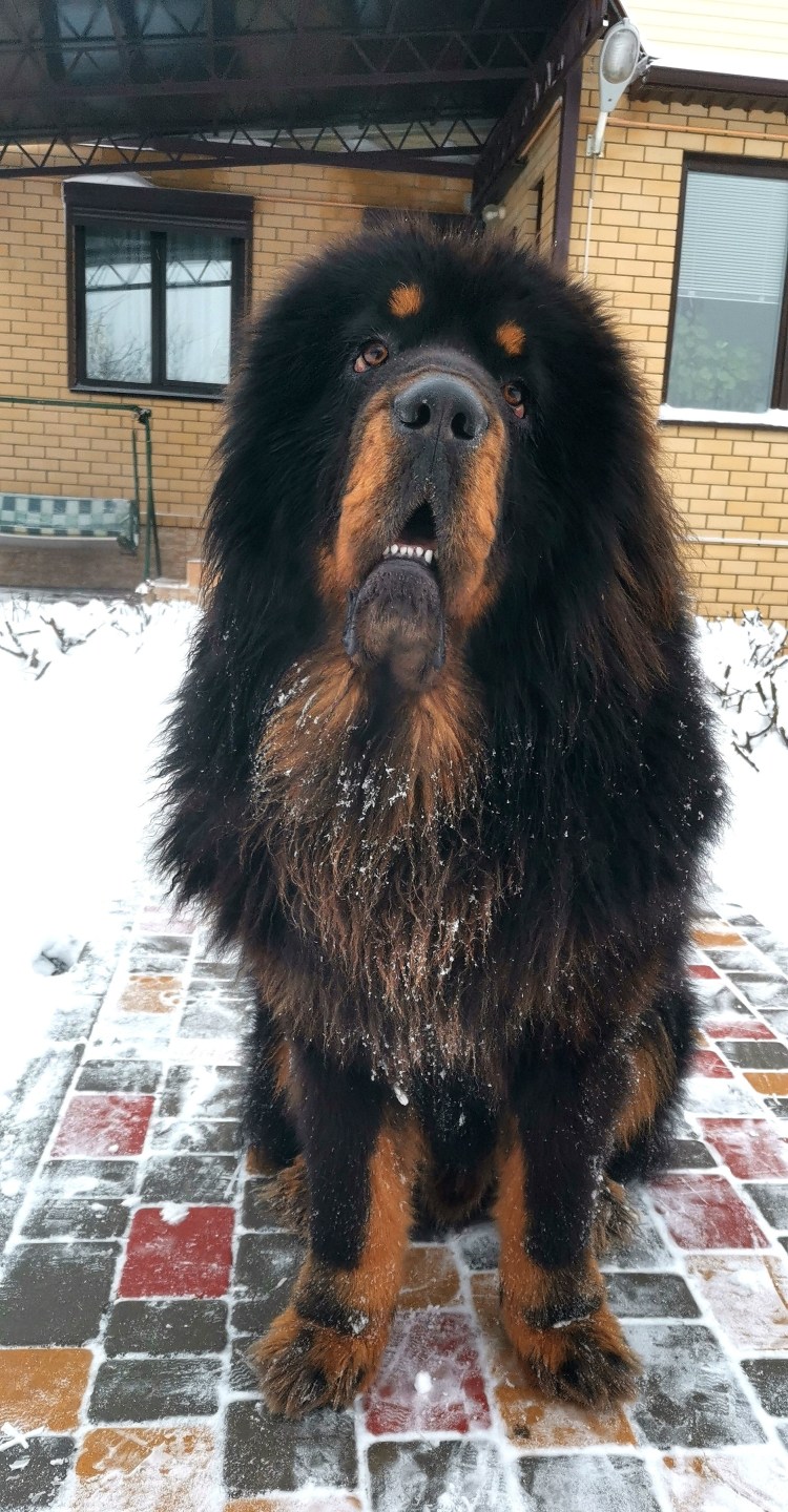 Собаки породы тибетский мастиф
