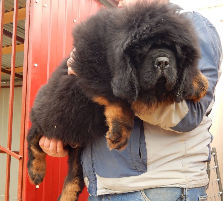 Тибетский мастиф старотипный