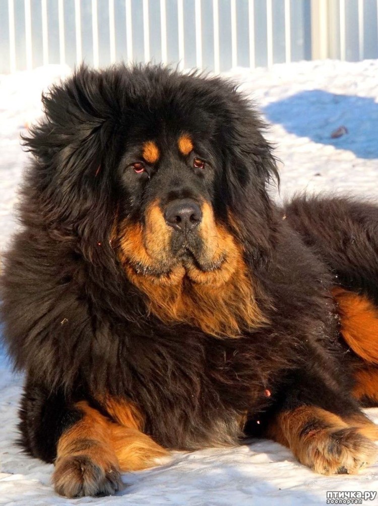 Йодовый тибетский мастиф