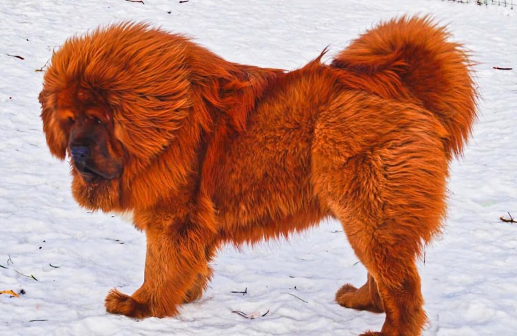 Королевский тибетский мастиф