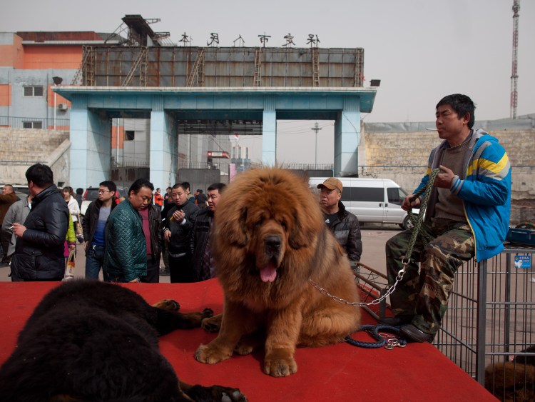 Собака тибетский мастиф