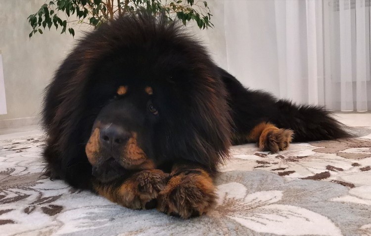 Тибетский мастиф Хонг Донг