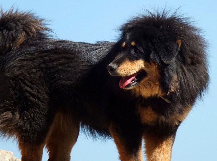 Огненный тибетский мастиф