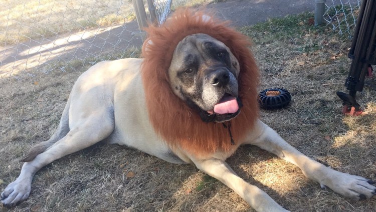 Подстриженный тибетский мастиф