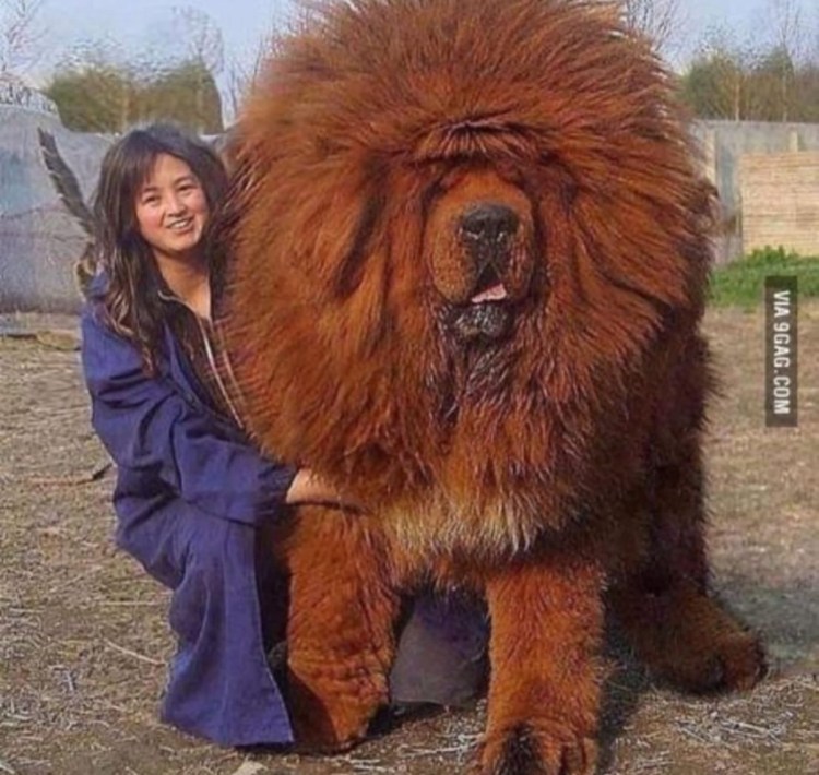 Собаки породы тибетский мастиф