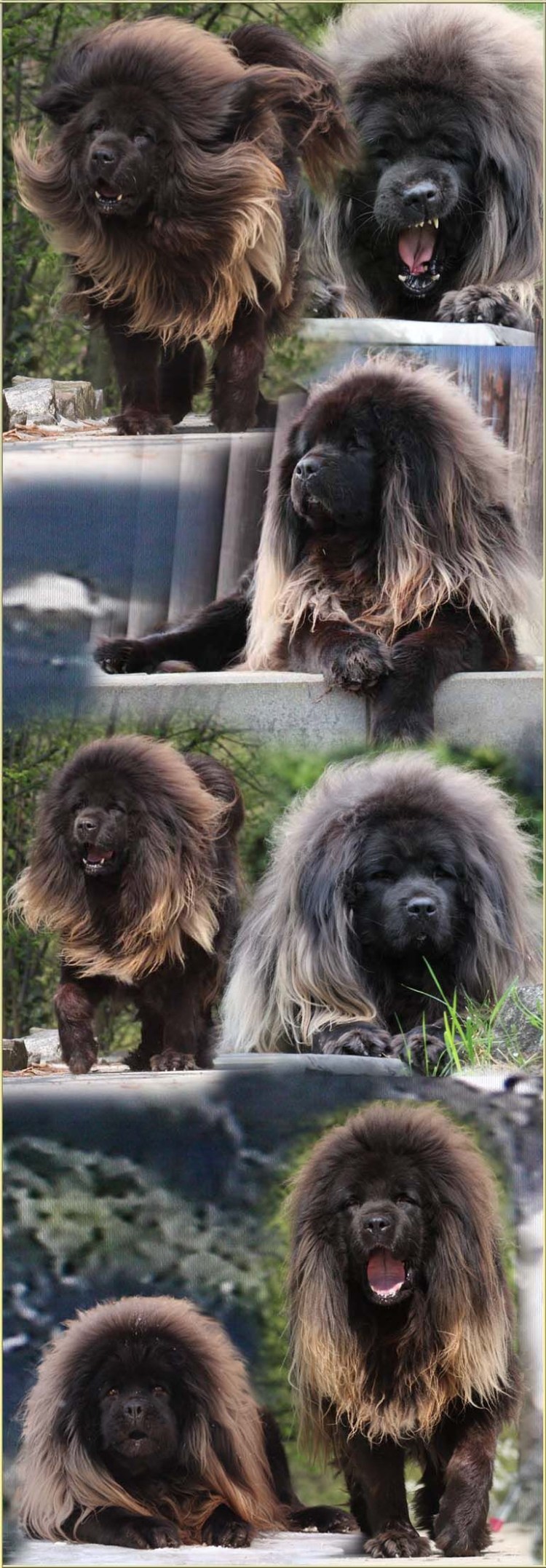 Тибетский мастиф