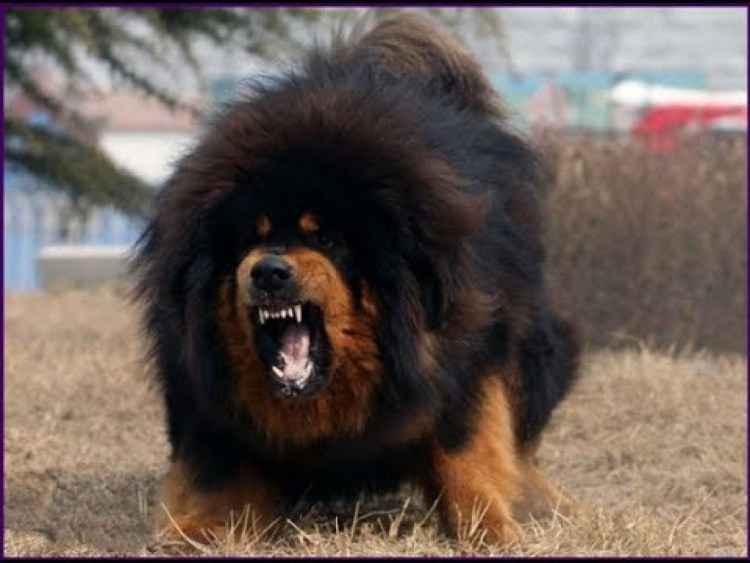 Тибетский мастиф