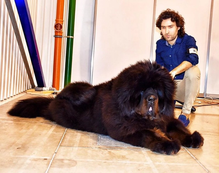 Самый большой тибетский мастиф