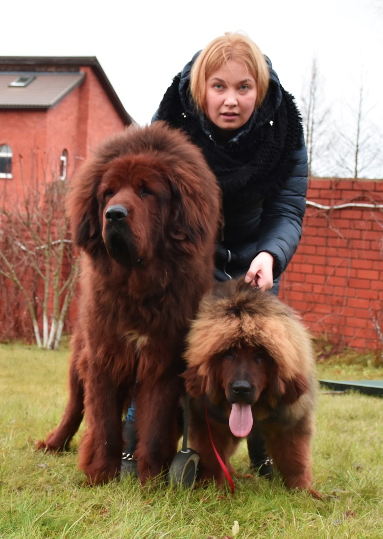 Тибетский мастиф черный