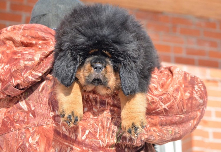 Лысый тибетский мастиф. Лысый