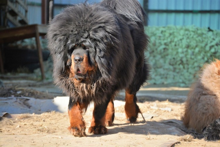 Тибетский мастиф с человеком