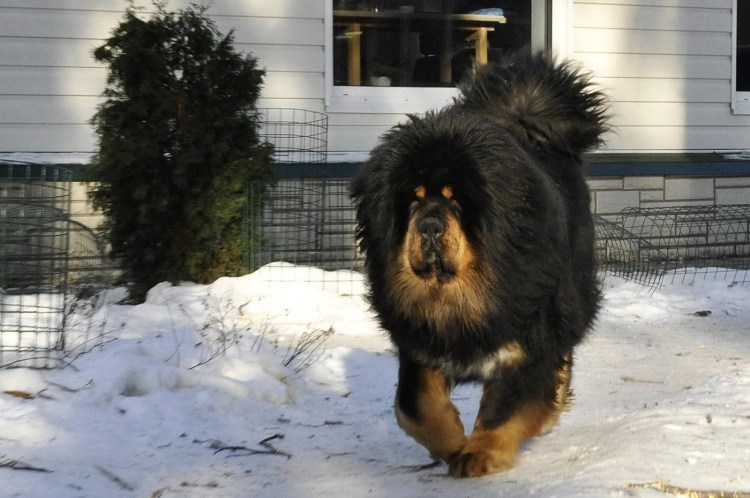Тибетский мастиф и банхар