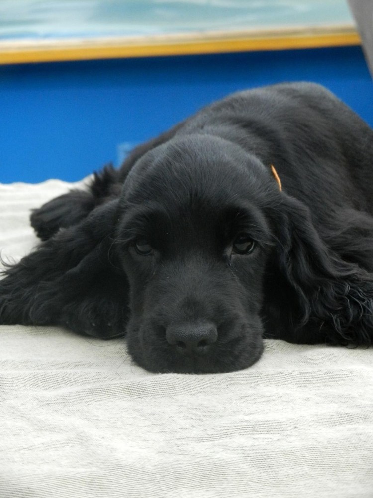 Кокер спаниель черный