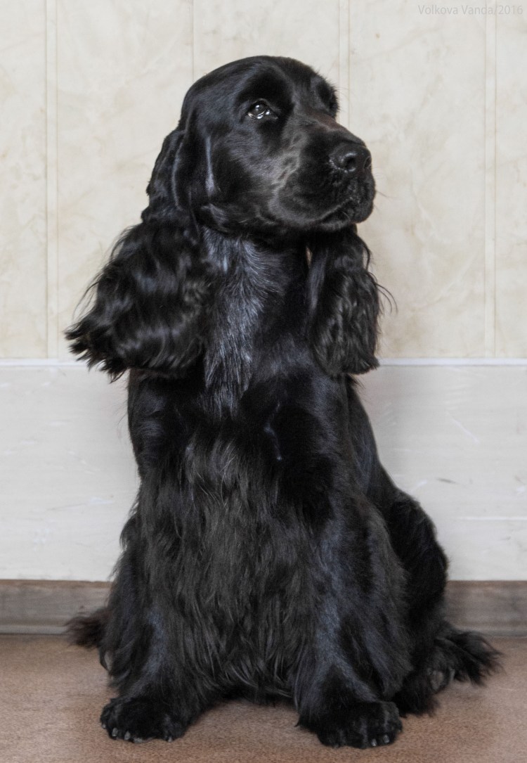 Кокер спаниель черный