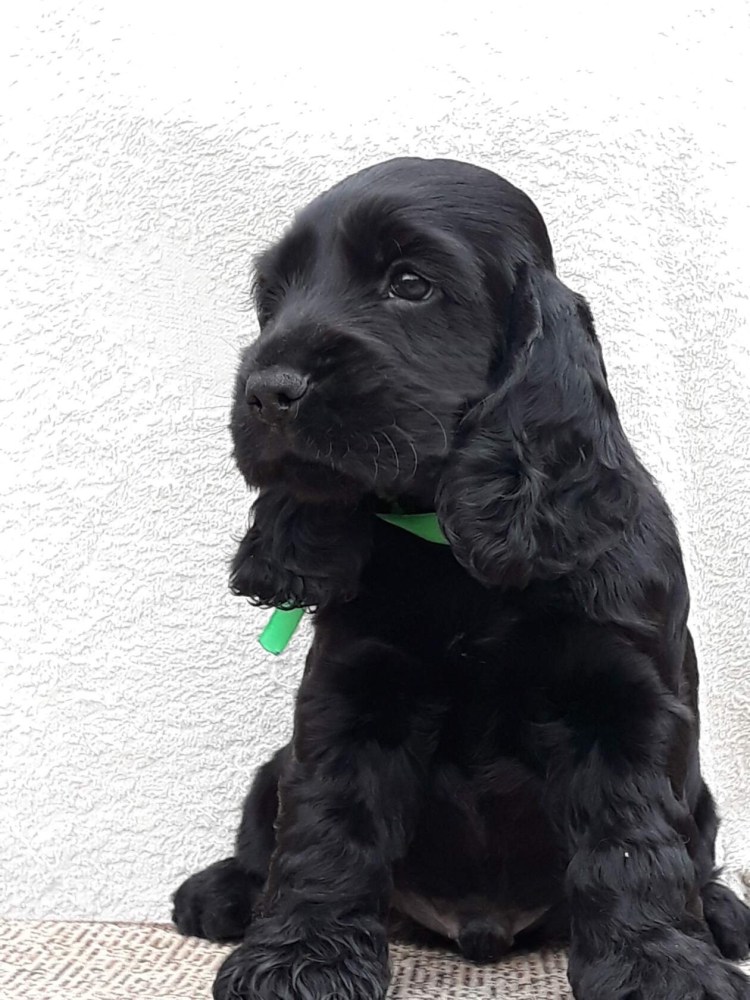 Кокер спаниель черный