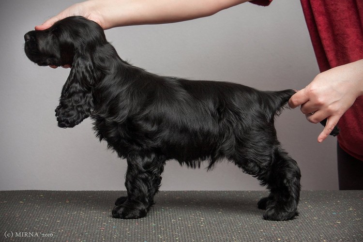 Кокер спаниель черный