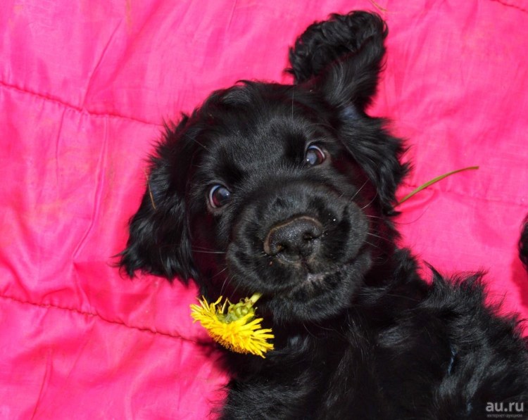 Кокер спаниель черный