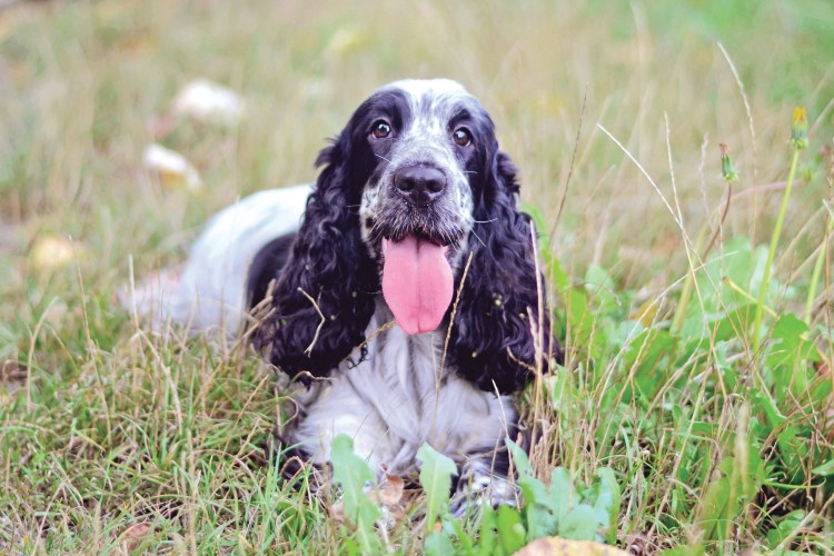 Чёрный кокер спаниель Эстетика