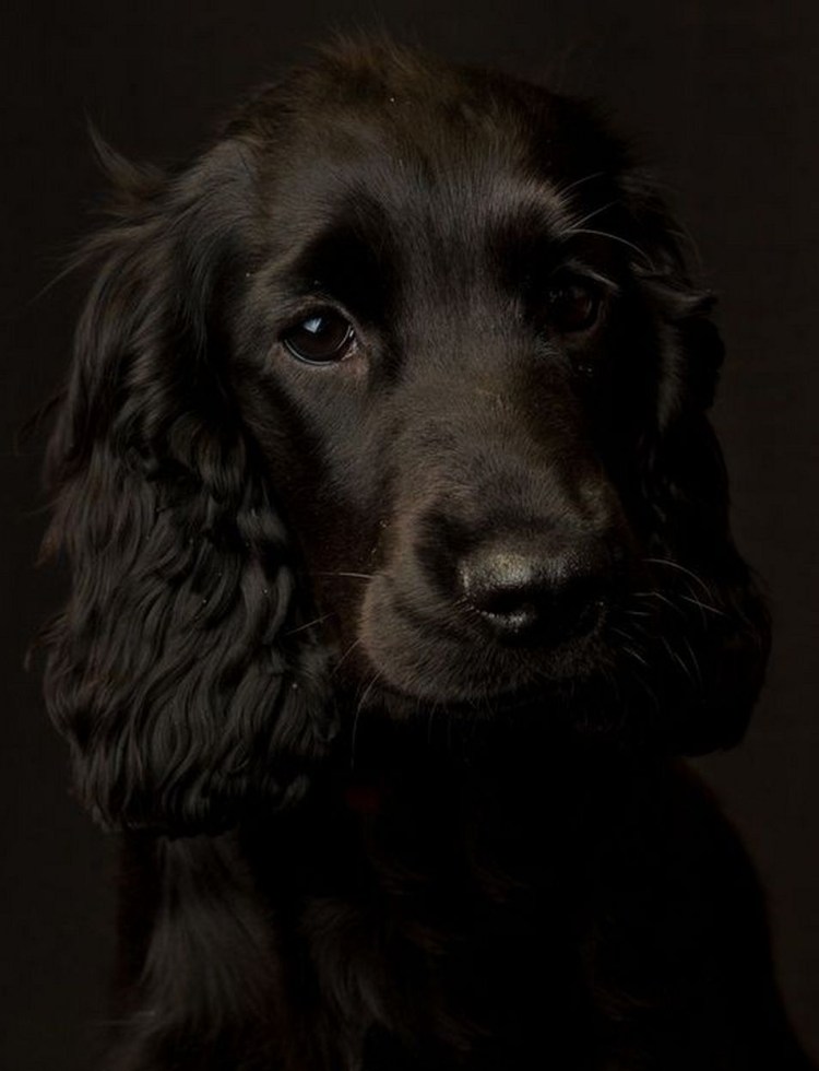 Русский кокер спаниель