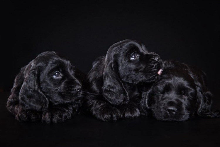 Кокер спаниель черный