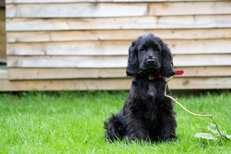 Американский кокер спаниель черный