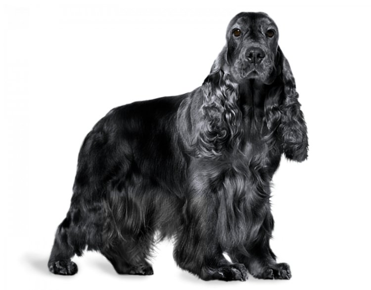 Английский кокер-спаниель