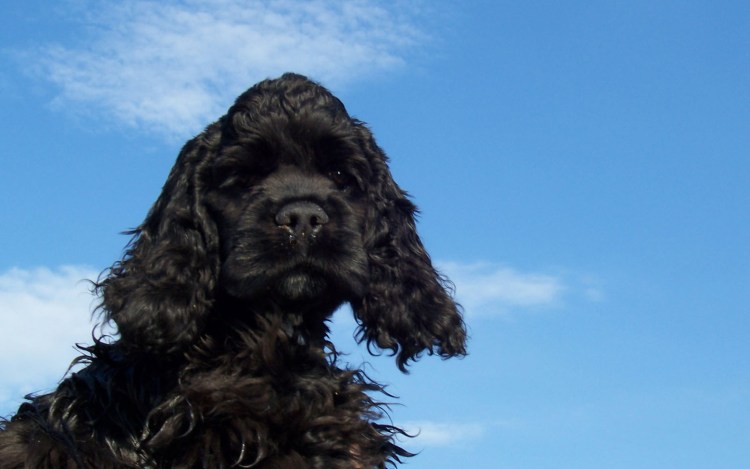 Кокер спаниель черный щенок