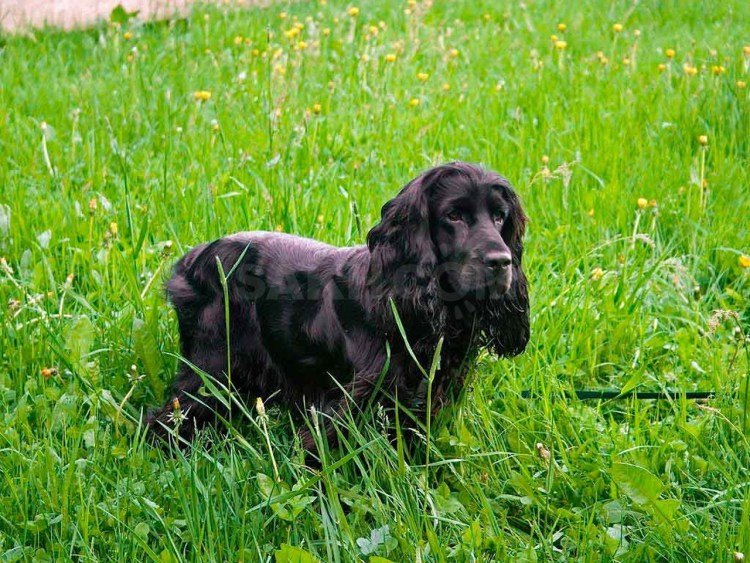 Жесткошерстный кокер спаниель