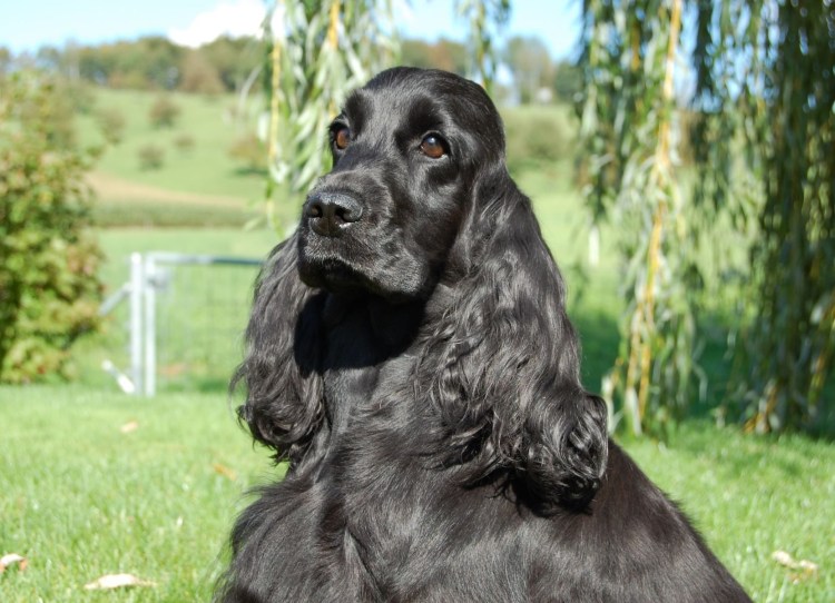 Чапи собака кокер спаниель чёрный
