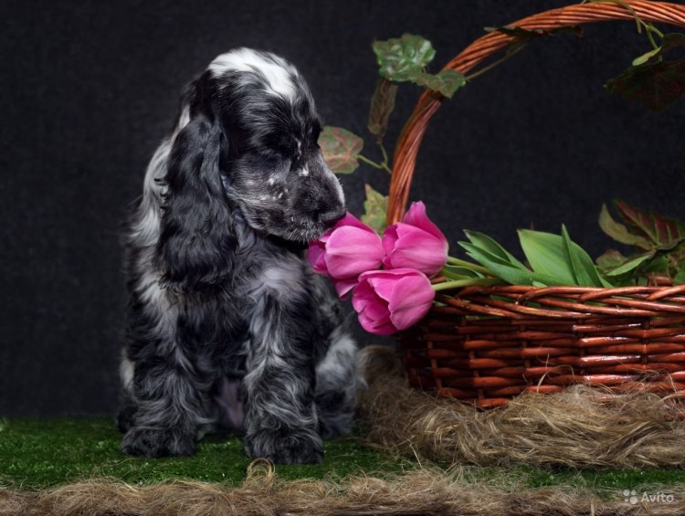 Шотландский кокер спаниель