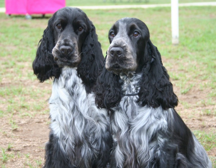 Английский кокер-спаниель