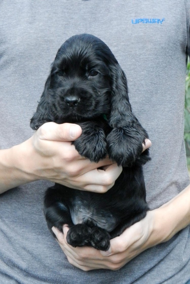 Кокер спаниель черный