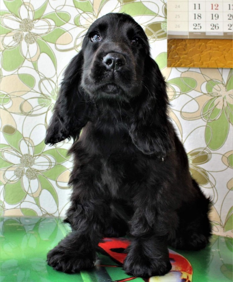 Спаниель Джесси