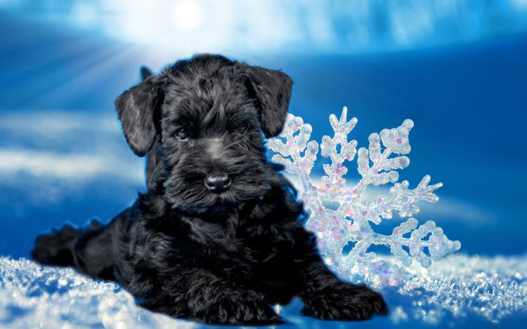 Шнауцер черный щенок