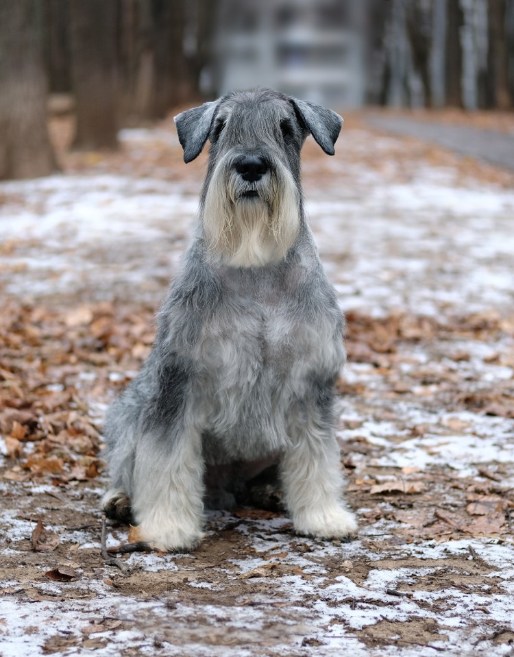 Рождественский шнауцер
