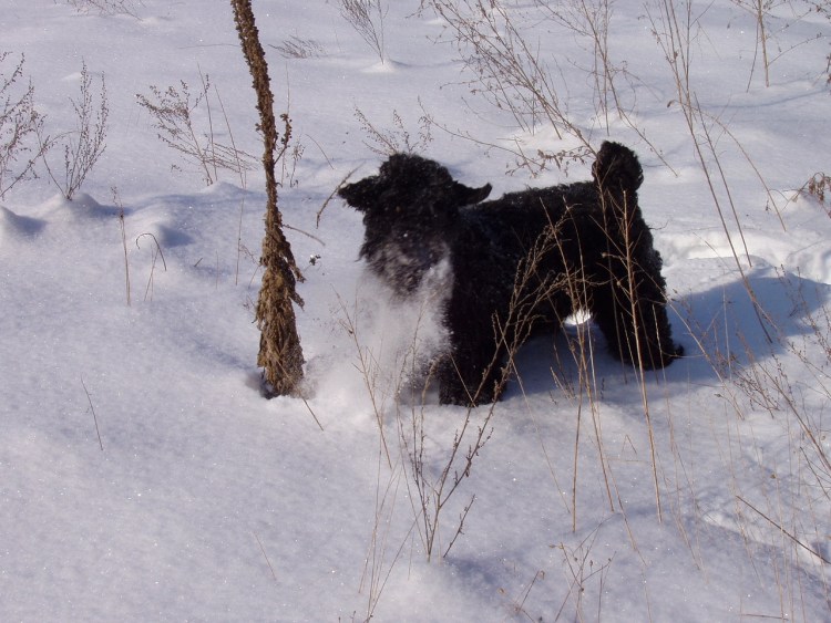 Шнауцер Миттельшнауцер