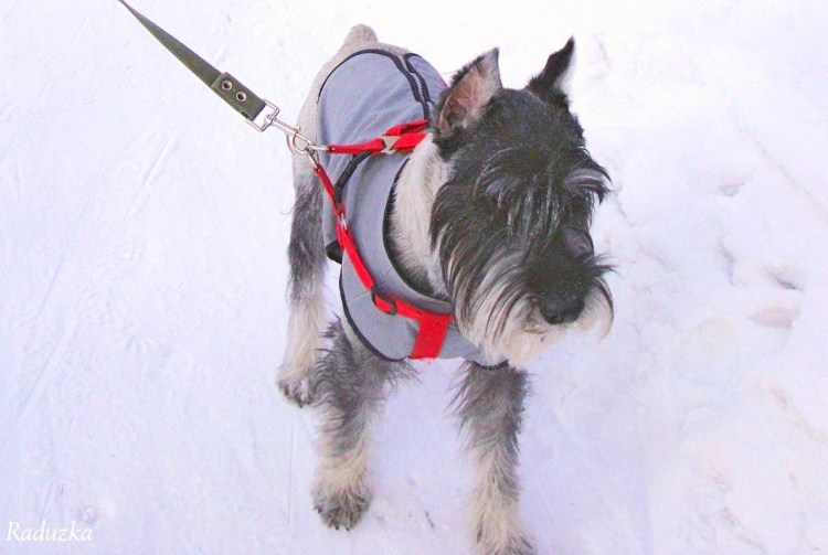 Уайт шнауцер терьер