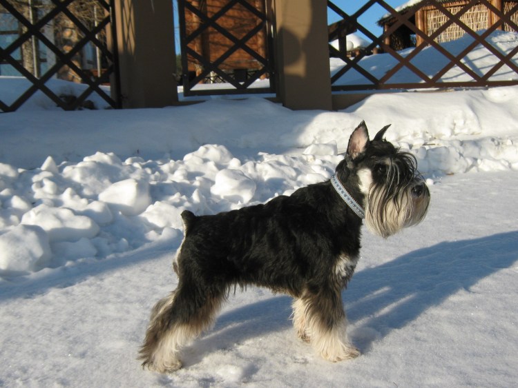 Порода собак Цвергшнауцер