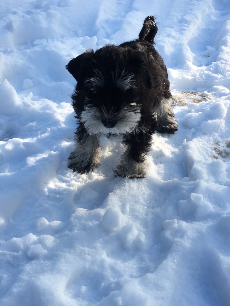 Цвергшнауцер Жан Жак