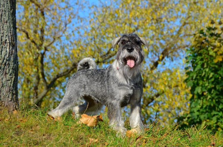 Санта КНИРИС Тайсон