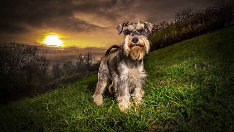 Порода собак Миттельшнауцер