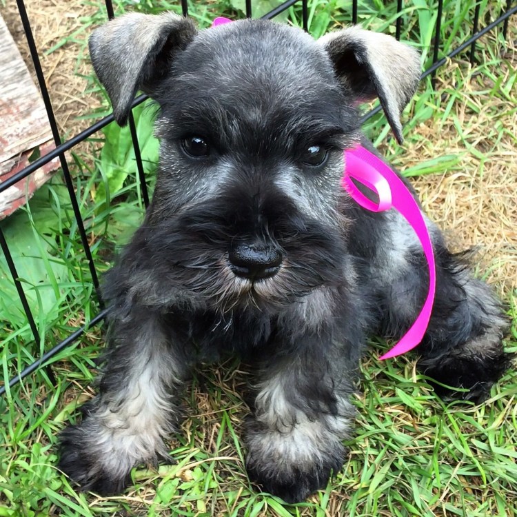 Порода собак Миттельшнауцер