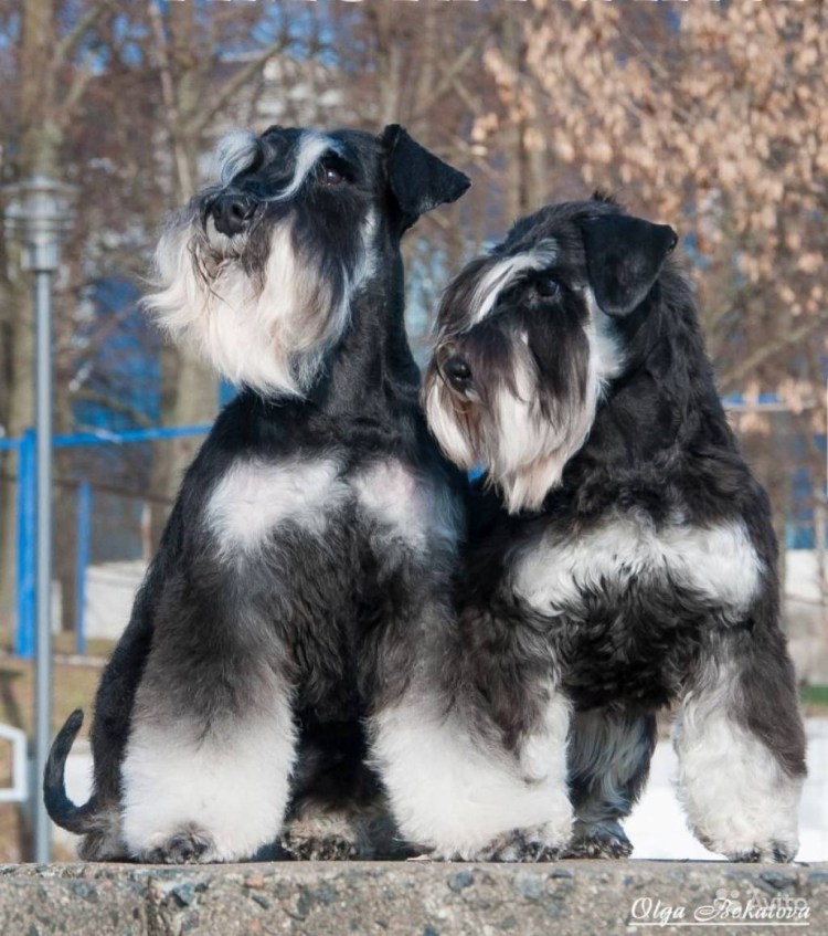 Цвергшнауцер и Миттельшнауцер