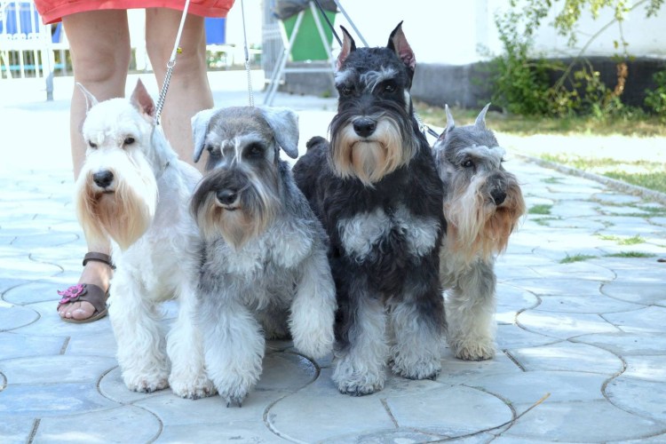 Черный шнауцер цверг и снег