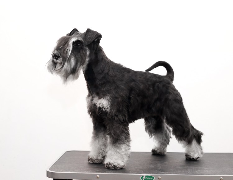 Шнауцер цверг лохматый